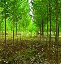 زراعت چوب حامی جنگل های هیرکانی/ گسترش صنوبرکاری نیازمند برنامه ریزی علمی و عملی