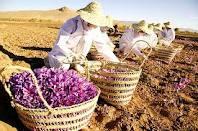 وجود داشتن قابلیت کشت زعفران در ساری