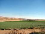 اختصاص 12هزار هکتار از اراضی کشاورزی شهرستان چابهار به کشت دیم