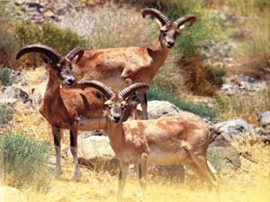 آغاز سرشماری پستانداران مناطق حفاظت شده و آزاد هرمزگان