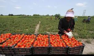 ارائه 187 میلیارد تومان تسهیلات طرح‌های توسعه کشاورزی آذربایجان غربی
