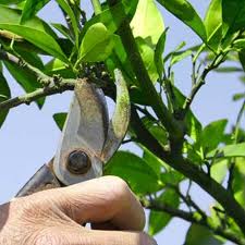 آغاز هرس مکانیزه درختان پسته در بشرویه