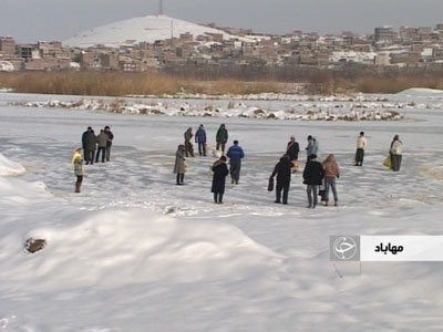ادامه دانه پاشی برای پرندگان در مهاباد