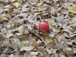 بدرقه پاییز در برنامه مهمانی پرتقالی
