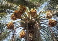 درآمد 180 میلیارد ریالی نخل کاران خراسان جنوبی از فروش خرما
