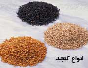 آغاز برداشت کنجد، از اراضی زیر کشت شهرستان جلفا
