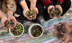 زیتون کاران قزوینی نیازمند توجه