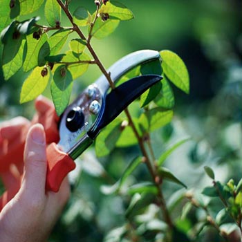 هرس اصلاحی درختان تاثیرگذار در افزایش عملکرد