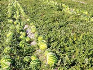 آغاز کشت هندوانه در جاسک