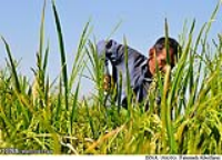 کشت کلزای آبی برای اولین‌بار در مسجدسلیمان