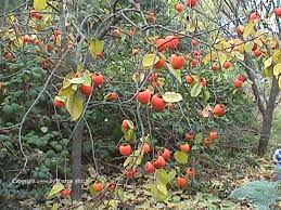میوه نارنجی وقرمزمازندران در سبد میوه پایتخت نشینان