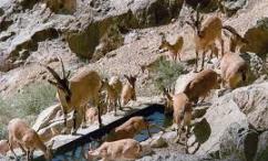 زیست بوم های حساس و شکننده استان چهارمحال و بختیاری نیازمند مدیریت یکپارچه