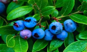 مربای زغال اخته به کمک قلبتان می‌آید