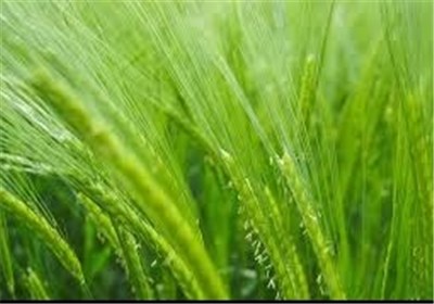 سطح زیر کشت گندم قزوین به ۱۳۷ هزار هکتار رسید