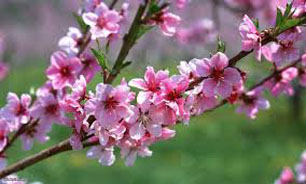 بیابانکی  از "برای بهار" می‌گوید