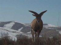 شاهو زیستگاهی متنوع گیاهی و جانوری در کردستان