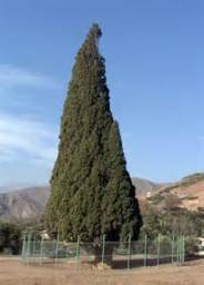 سرو کهنسال هرزویل ؛ زیبا و باشکوه