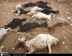 200 رأس گوسفند در روستای چشمه‌سنگی بیجار تلف شدند
