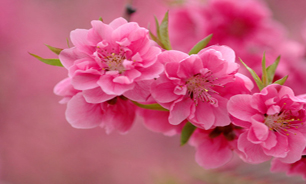 گل‌های کاغذی