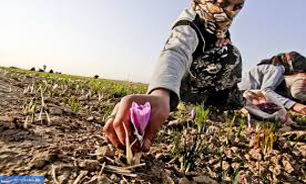 سرزمین طلای سرخ، ناشناخته‌ای در دل کویر
