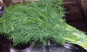 از "سبزی شوید" غافل نشوید