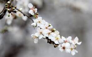 هوای بهاری گیلان