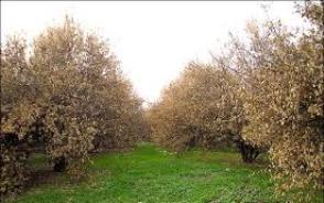 خسارت 103 میلیارد ریالی سرما به بیش از 4 هزار هکتار از باغات نیشابور