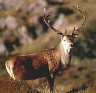 سرشماری بهاره مرال در گیلان