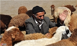 تولد بره و بزغاله از یک بز+ عکس