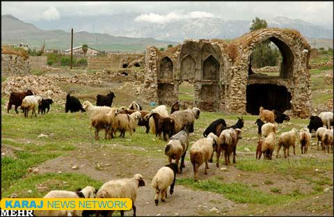 تولید 172 هزار تن فرآورده دامی در ایلام