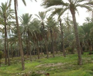 تولید 50 رقم خرما در خُنج فارس