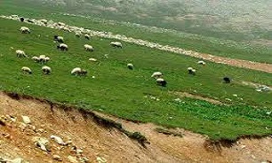 دامداران غيرمجاز حق ورود به مراتع استان را ندارند.