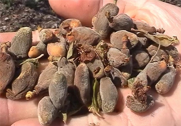 خسارت بیش از 4 میلیاردی باغات اردبیل براثر سرمازدگی