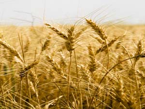 آغاز خرید تضمینی گندم در هرمزگان