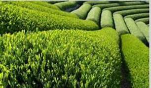 افزایش 33 درصدی قیمت خرید تضمینی برگ سبز چای