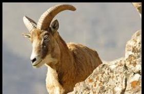 آغاز زاد و ولد میش های وحشی در منطقه شکار ممنوع ژرف شهرستان زاوه