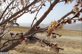 خسارت 115 میلیارد ریالی استان سمنان براثر سرما زدگی