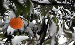 خسارت 30 میلیارد تومانی به باغات مریوان