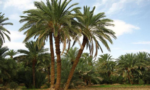 نوايي خوش از پنج دري صداي بوشهر