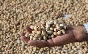 افزایش 50 درصدی صادرات پسته در خراسان رضوی