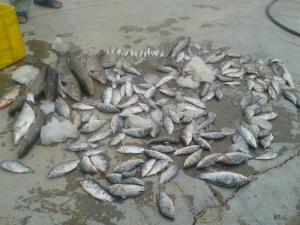 دستیگری دو متخلف حمل و عرضه غیر مجاز ماهی