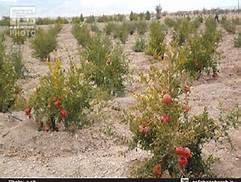 کلکسیون ذخایر انواع بهترین انارهای کشور در یزد /یزدیها شاخص در زمینه باغداری در کشور