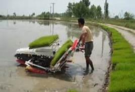 نشای مکانیزه برنج در گیلان