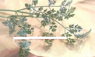 گیاه بهاری برزا را بشناسیم