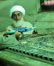 باشگاه خبرنگاران -غبارروبی مضجع شریف حضرت معصومه (س) + فیلم و تصاویر
