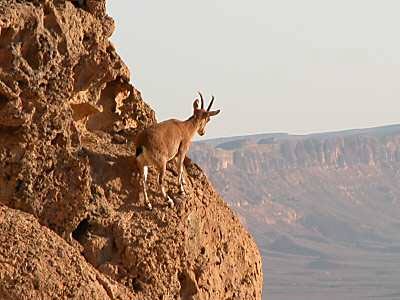 تصویب منطقه دق‌پترگان زیرکوه به عنوان منطقه حفاظت شده