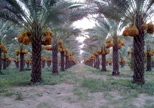 گرده افشانی درختان نخل در فارس