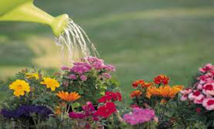 آبياری گياهان آپارتمانی