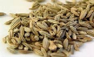 رازیانه؛ فراتر از یک گیاه ساده برای زنان!