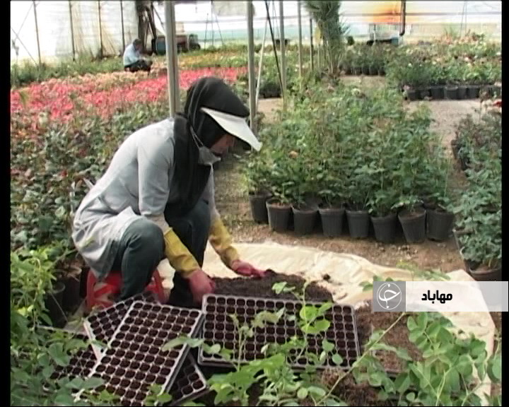 فعالیت هشتاد و سه واحد گلخانه‌ای در استان آذربایجان غربی
